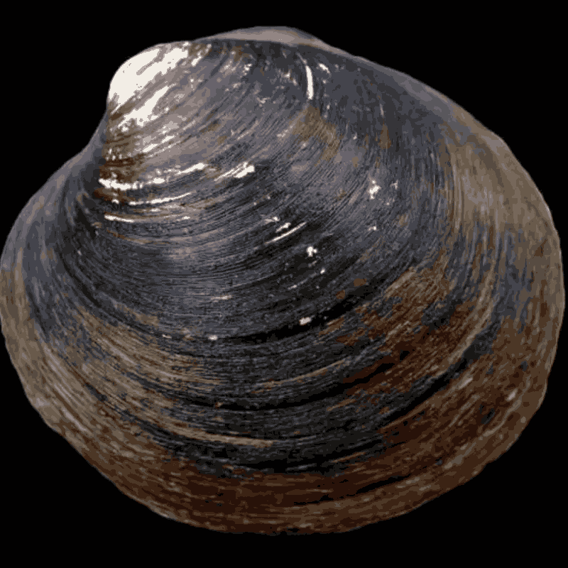 Real photo of Ming the Clam, the 507-year-old ocean quahog discovered off the coast of Iceland